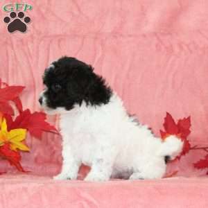 Danny, Bich-Poo Puppy